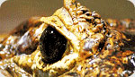 Naztech Caiman is the style of the season